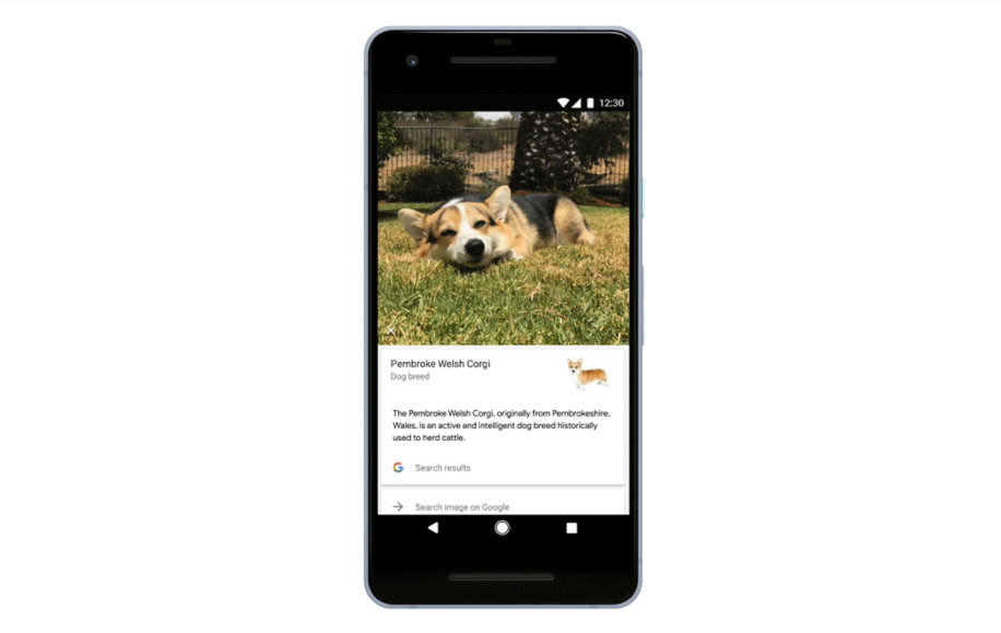 يمكن الآن لـ Google Lens التعرّف على سلالة القطط والكلاب