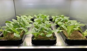 إل جي تكشف عن جهاز "LG LEVERAGES" لزراعة النباتات في المنزل